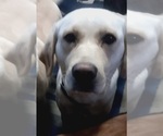 Small #18 Labrador Retriever