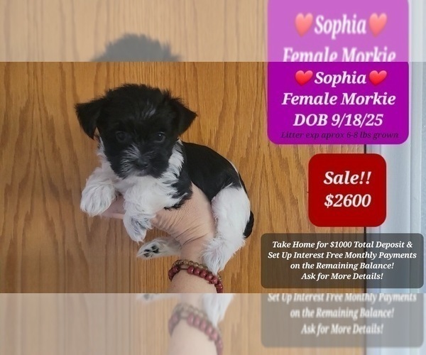 Medium Photo #1 Morkie Puppy For Sale in TUCSON, AZ, USA