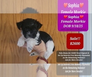 Morkie Puppy for sale in TUCSON, AZ, USA