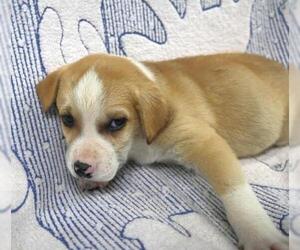 Mutt Dogs for adoption in Thief River Falls, MN, USA