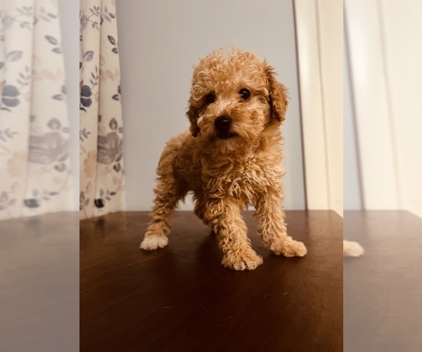 Medium Photo #9 Poodle (Toy) Puppy For Sale in DURHAM, CT, USA