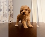 Small #8 Poodle (Toy)