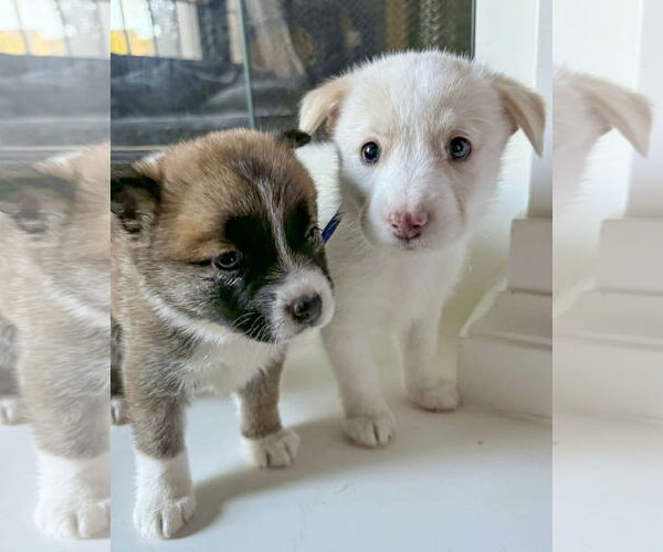 Medium Photo #7 American Staffordshire Terrier-Siberian Husky Mix Puppy For Sale in Corona, CA, USA