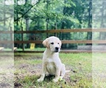 Small #12 Labrador Retriever