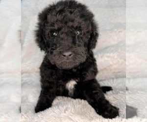 Poodle (Miniature) Puppy for sale in TUCSON, AZ, USA