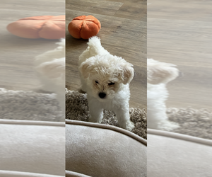 Maltipoo (Miniature) Puppy for sale in LA PUENTE, CA, USA