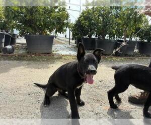 German Shepherd Dog-Unknown Mix Dogs for adoption in San Martin, CA, USA