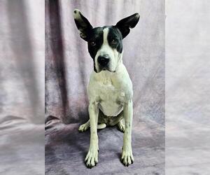 ROSELLA - Female Bull Terrier-Unknown Mix Dog for Adoption - Photo #4