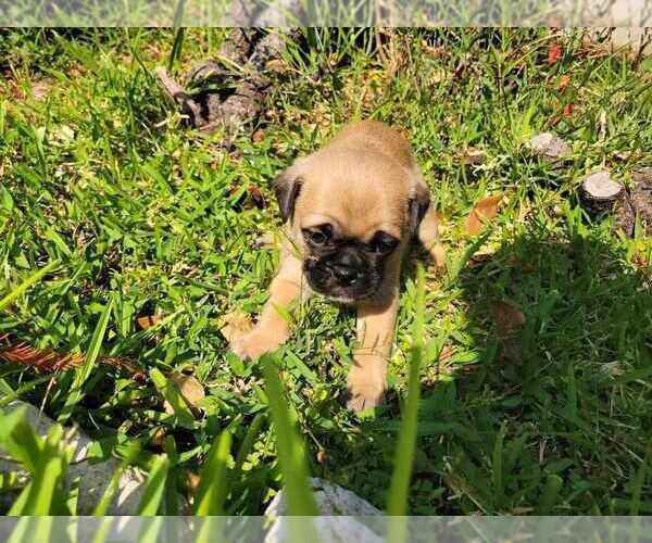 Medium Photo #6 Pug Puppy For Sale in ROUND ROCK, TX, USA