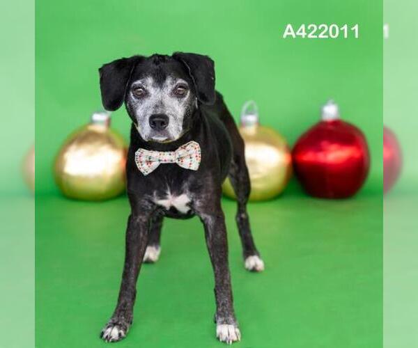 Medium Photo #2 Beagle-Unknown Mix Puppy For Sale in Conroe, TX, USA