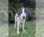 Small #5 Mutt