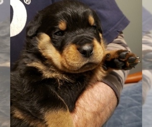 Rottweiler Puppy for sale in FAIRHAVEN, MA, USA