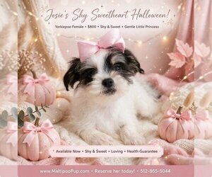 YorkiePoo Puppy for sale in TAYLOR, TX, USA