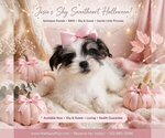 Josie - Female YorkiePoo Puppy for Sale - Small photo