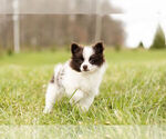 Small Photo #13 Pomeranian Puppy For Sale in WARSAW, IN, USA