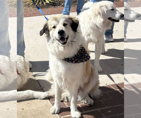 Medium Photo #1 Great Pyrenees-Unknown Mix Puppy For Sale in Dallas, TX, USA