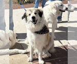 Small Great Pyrenees Mix