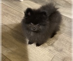 Small Photo #1 Pomeranian Puppy For Sale in EDGEWATER, FL, USA