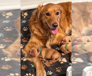 Mother of the Golden Retriever puppies born on 03/14/2026
