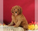 Small #2 Goldendoodle