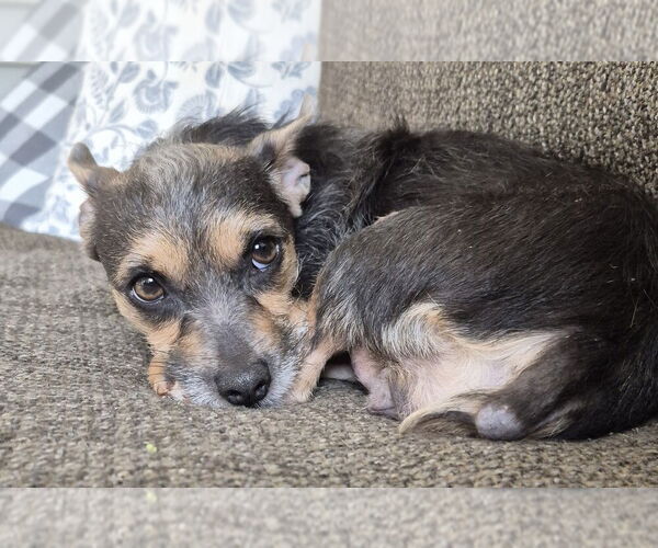 Medium Photo #1 Chihuahua-Unknown Mix Puppy For Sale in Springdale, PA, USA