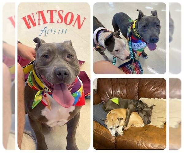 Medium Photo #3 American Staffordshire Terrier-Unknown Mix Puppy For Sale in San Antonio, TX, USA