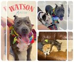 Small #2 American Staffordshire Terrier Mix