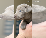 Small #2 Labrador Retriever