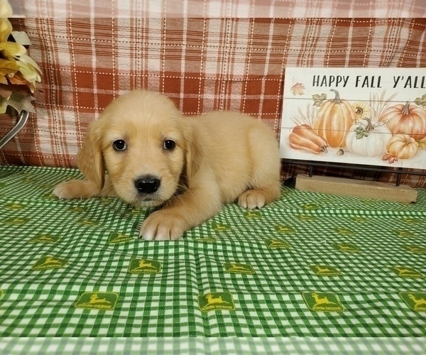 Medium Photo #27 Golden Retriever Puppy For Sale in FALCON, CO, USA
