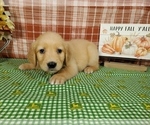 Small #9 Golden Retriever