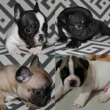 Medium Photo #1 French Bulldog Puppy For Sale in COUNTRY LAKES, FL, USA