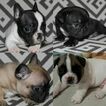 Small Photo #1 French Bulldog Puppy For Sale in COUNTRY LAKES, FL, USA