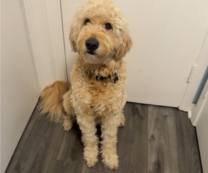 Father of the Goldendoodle puppies born on 06/13/2026