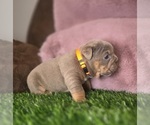 Small #4 Bulldog