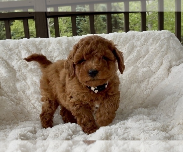 Medium Photo #8 Goldendoodle mix (+ Poodle Miniature) Puppy For Sale in RANDOLPH, WI, USA
