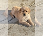 Small Photo #10 Golden Retriever Puppy For Sale in ADDISON, IL, USA