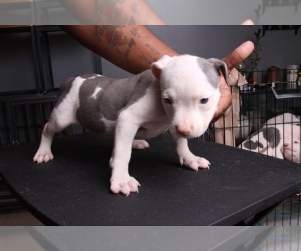 Medium Photo #4 American Bully Puppy For Sale in LITHONIA, GA, USA