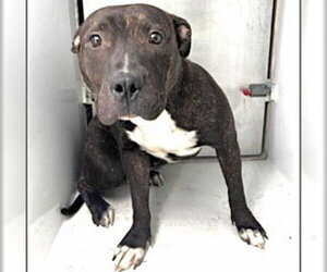 Mutt Dogs for adoption in Houston, TX, USA