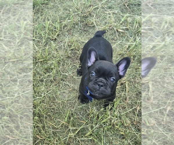 Medium Photo #1 French Bulldog Puppy For Sale in COLUMBUS, GA, USA