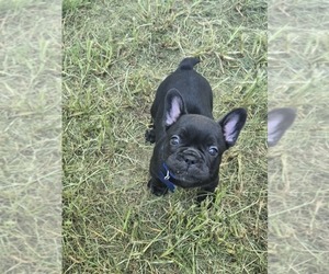 French Bulldog Puppy for sale in COLUMBUS, GA, USA