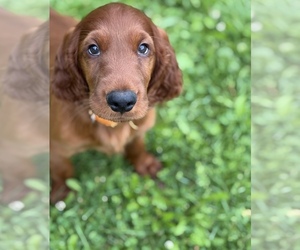 Irish Setter Puppy for sale in ONEONTA, NY, USA