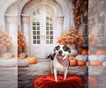 Small #7 American Staffordshire Terrier-Pointer Mix