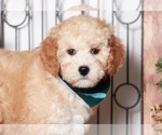 Small Photo #2 Goldendoodle (Miniature) Puppy For Sale in NAPLES, FL, USA