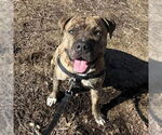 Small #3 American Staffordshire Terrier