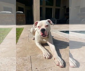 Axel - Male American Bulldog Dog for Adoption - Photo #3