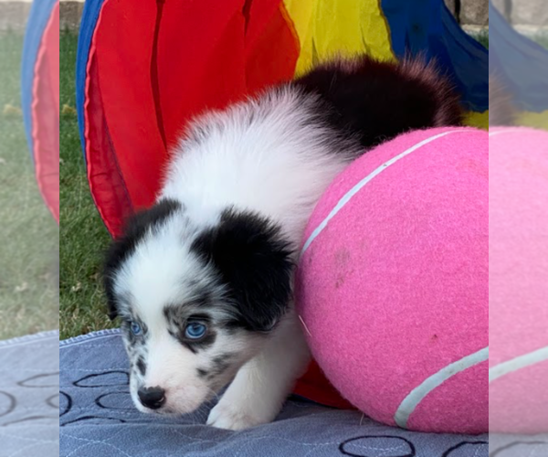 Medium Photo #3 Australian Shepherd Puppy For Sale in SALADO, TX, USA