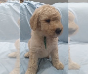 Labradoodle Puppy for sale in JEFFERSONTOWN, KY, USA