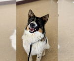 Small Border Collie Mix