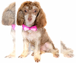 Small Photo #1 Poodle (Toy) Puppy For Sale in TOMBALL, TX, USA
