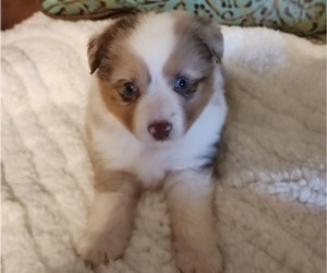 Miniature Australian Shepherd Puppy for sale in WHITNEY, TX, USA